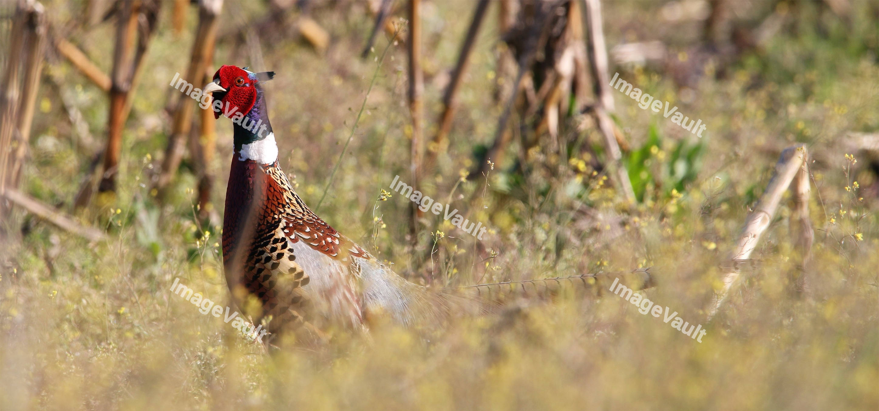 Ring-necked Pheasant